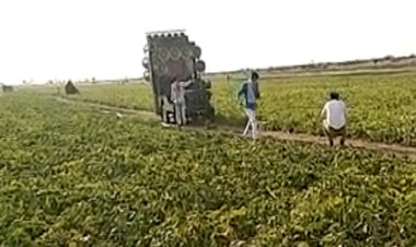 पाकिस्तानी टिड्डियों को भगाने का अनोखा अंदाज