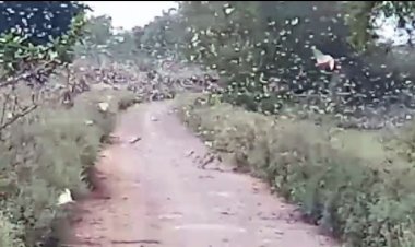 चित्रकूट के आधा दर्जन गांवों में हमला कर डभौरा की तरफ पहुंचा टिड्डी दल