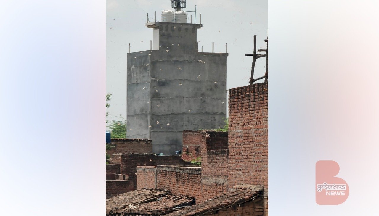 बांदा मे घुसे टिड्डी दल को मार भगाया, शहर से निकला