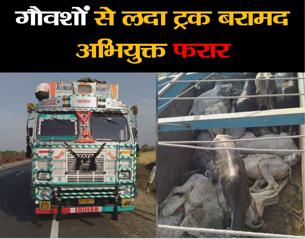 18 गौवशों से लदा ट्रक बरामद अभियुक्त फरार