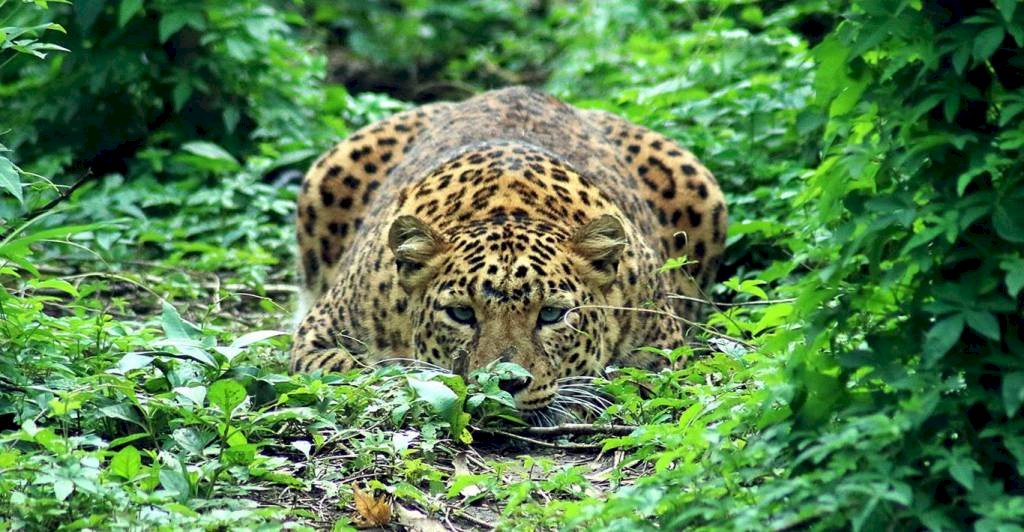 महराजगंज में बनेगा प्रदेश का पहला स्वतंत्र ‘लैपर्ड रेस्क्यू सेंटर’