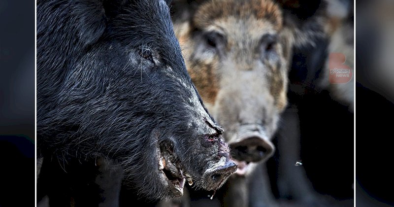 जंगली सूअर ने हमला कर ले ली किसान की जान