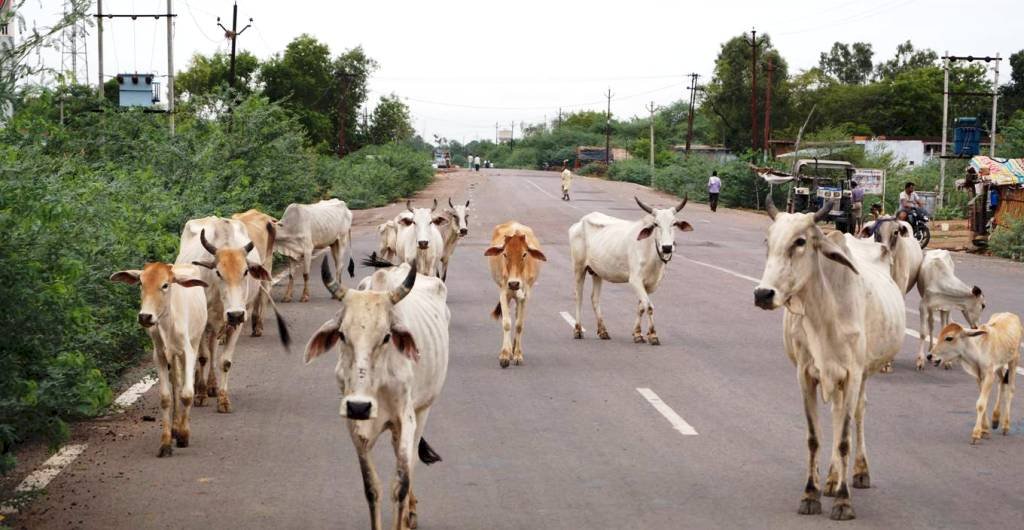 बुन्देलखण्ड में अभी भी बढ़ रही अन्ना जानवरों की समस्या