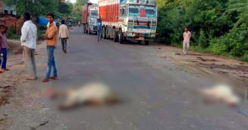 बेजुबान जानवरों की जान ले रहे है हाईस्पीड ओवरलोड ट्रक