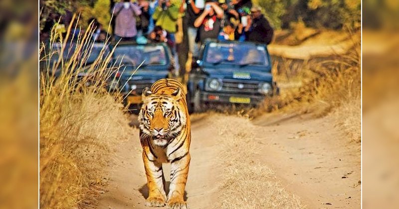पन्ना टाइगर रिजर्व में बाघ का सिर किसने काटा था, जल्दी सच आएगा सामने