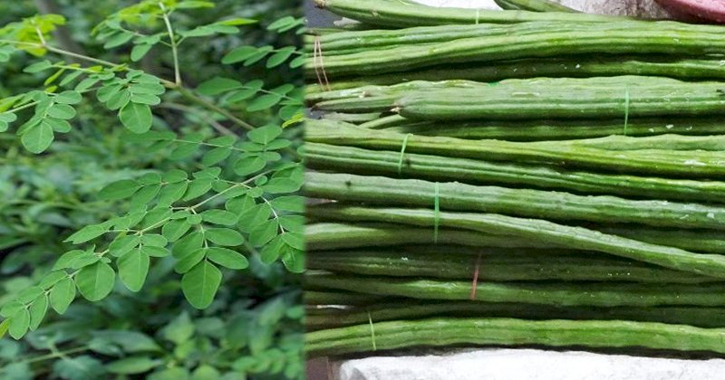 गुणों की खान है सहजन का पौधा, आंगनबाड़ी केंद्रों पर लगाए गए