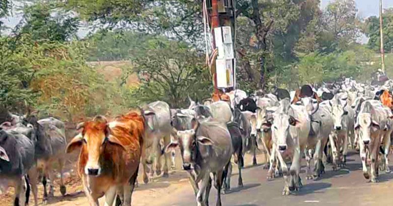 हमीरपुर : 1.20 करोड़ की लागत से बनेगा वृहद गो संरक्षण केन्द्र