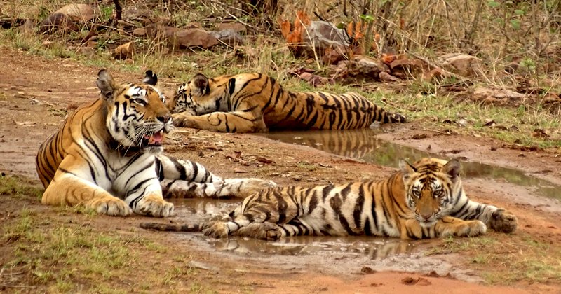 चित्रकूट का रानीपुर टाइगर रिजर्व भारत का 53वां बाघ रिजर्व बनाः केंद्रीय पर्यावरण मंत्री