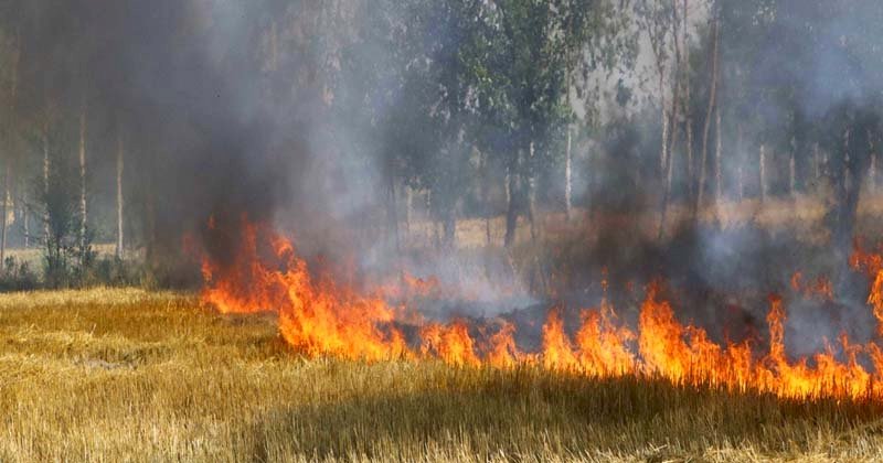 पराली को जलाने के बजाय किसानों को अपनाना चाहिए ये तरीका