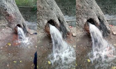 अरे ये क्या भैया, बाँदा में एक पेड़ से निकल रहा इतना सारा पानी