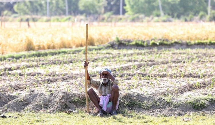 हमीरपुर : किसानों को महंगे दामों में दिये गये घटिया मटर के बीज, नहीं उगी फसल
