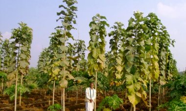 बुन्देलखण्ड के किसानों को खुशहाल बनायेगा सागौन