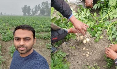 नौकरी छोड़ युवा ने शुरु की खेती, केले के साथ सहफसली के रुप में लगाया आलू