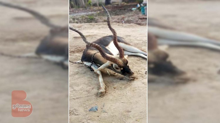 बाँदा : कुत्तों ने दुर्लभ प्रजाति के काले हिरन पर किया हमला, ग्रामीणों ने इस तरह बचाई जान