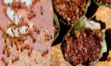 कोरोना वायरस से निपटने में लाल चींटियों की चटनी कारगर  