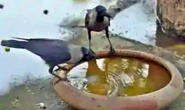 कोरोना वायरस के साथ एक और वायरस का देश में खतरा मंडराया 