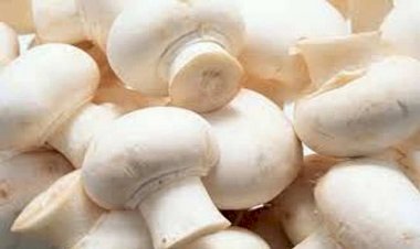 रोग प्रतिरोधक क्षमता बढ़ाने के साथ कैंसर से लड़ने में सहायक है ‘मशरूम’