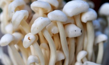 मशरूम व्यवसाय पर दस दिवसीय प्रशिक्षण फरवरी में