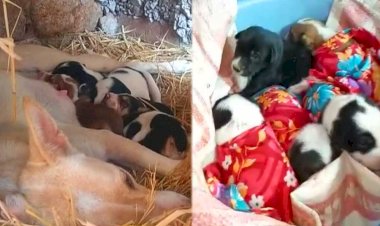 डॉगी जुली का बरहौ संस्कार - बार बालाओं ने लगाये ठुमके, घोड़े नाचे और हजारों ने उडाई दावत