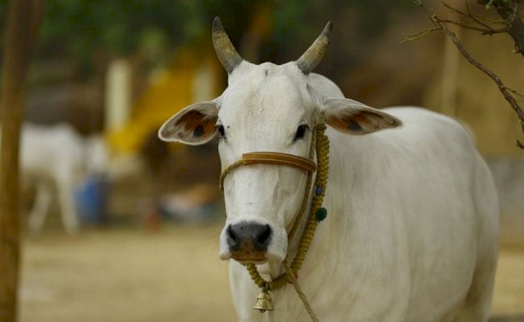 बाँदा: हिंसक गायों को पकड़ने के लिए बुलाई गई डार्ट गन एवं विशेषज्ञों की टीम