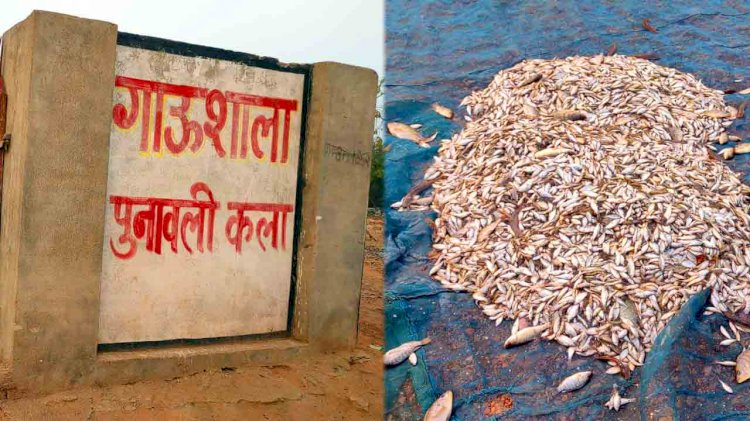 झाँसी : गौशाला में सूख रही मछलियां, गौवंश नदारद