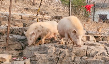 चित्रकूट : कामदगिरि पर्वत पर गंदे जानवर के विचरण से करोड़ों हिन्दुओं की आस्था पर लग रही चोट