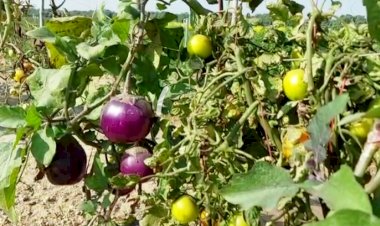 एक ही पौधे में टमाटर और बैंगन की सब्जियां उगी, शोध का कमाल