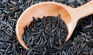 सिद्धार्थनगर का काला नमक चावल सिंगापुर होगा निर्यात, देखिये यहाँ