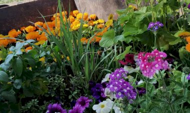 कृषि विश्वविद्यालय के फूल के पौधे खरीदने वालों की होड