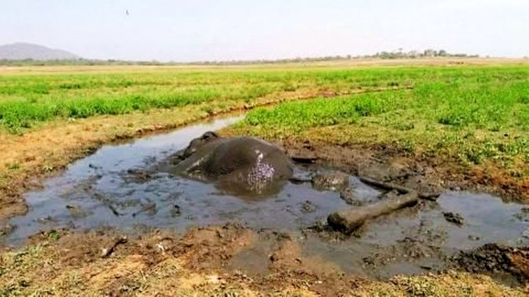 हमीरपुर में तालाब किनारे किसान की दलदल में फंसने से हुई मौत