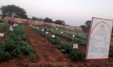 बुंदेलखंड के किसानों के लिए फायदेमन्द हो सकती है लाल राजमा की खेती