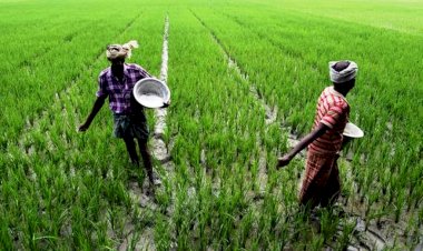 यूपी में डीएपी के दाम में 300 रुपये तक की वृद्धि, किसानों की चिंता बढ़ी