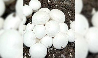 कोरोना महामारी में शरीर की प्रतिरोधी क्षमता को बढ़ाने में कारगर है मशरूम