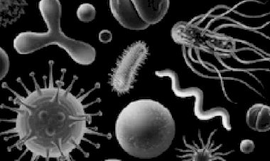 कानपुर आईआईटी के पीएचडी छात्र की ब्लैक फंगस से मौत