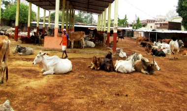 बांदा  के 231 गोवंश आश्रय स्थलों पर भूसे का व्यापक प्रबंध