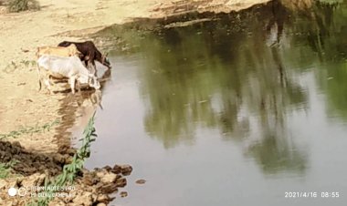 पूर्व सैनिक ने पशु-पक्षियों की रक्षा के लिए उठाया ये कदम