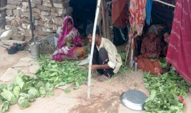 कोरोना काल मे मजदूरों को तेंदू पत्ता बना रोजगार का सहारा