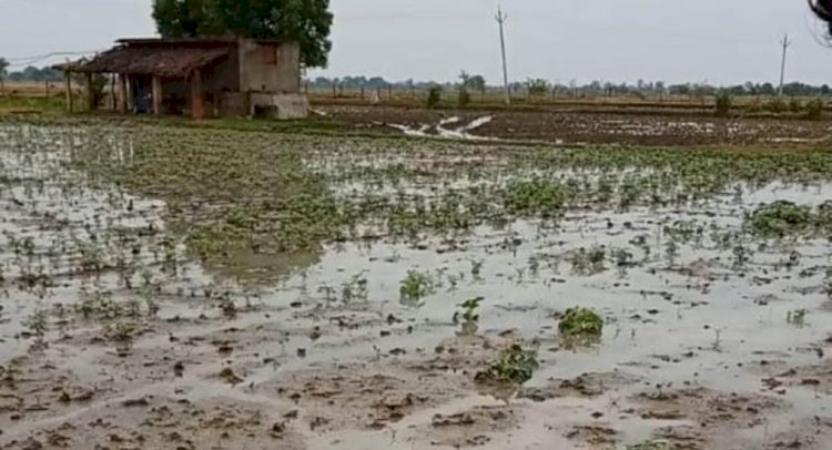चित्रकूट : मूसलाधार बारिश से तबाह हुई मूंग की फसल का मिले मुआवजा