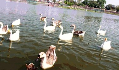 जिले के 405 तालाबों के आस पास रोपे जायेंगे 60 लाख से अधिक पौधे