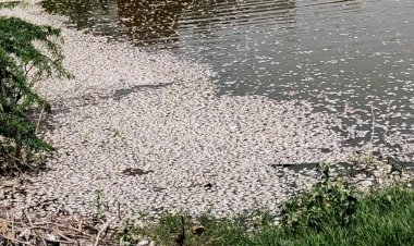 लाखों की तादाद में मरी मछलियों से फैली दुर्गंध, प्रशासन ने शुरू कराया सफाई अभियान