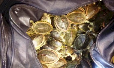 चित्रकूट में ट्रेन की तलाशी के दौरान लावारिश बैग से 140 कछुआ मिले