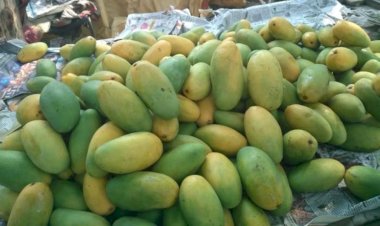 लखनऊ के दशहरी आम का स्वाद चखने को आतुर गुजरात, आसाम सहित कई राज्य