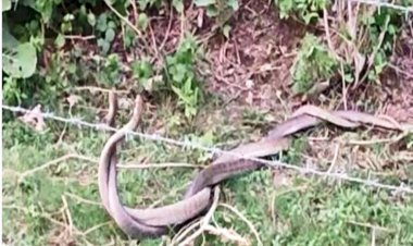 नाग-नागिन के जोड़े का रोमांस करते वीडियो हुआ वायरल