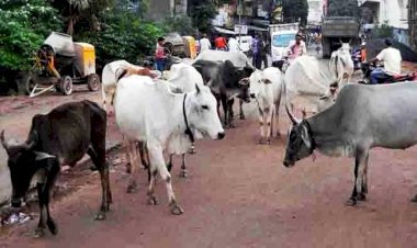 झाँसी : सड़कों पर घूम रहे निराश्रित गौवंश की जानकारी आईसीसीसी में दें