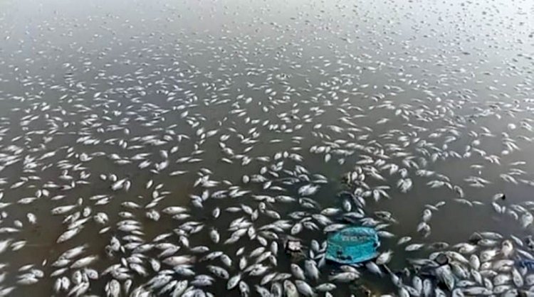 बांदा के प्राचीन छाबी तालाब में जहर से हजारों मछलियों की मौत