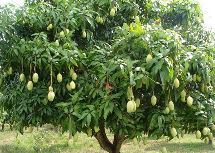 luknow mango, mango tree, mango news
