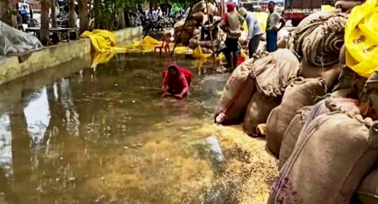 हमीरपुर में मूसलाधार बारिश, मंडी में बहा किसानों का अनाज, ढहे कच्चे मकान