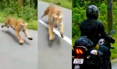 बाघ ने बाइक सवारों पर हमला किया, दो की मौत, तीसरे ने पेड़ पर चढ़कर बचाई जान