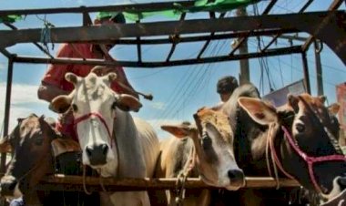 बांदा में गोवंश तस्करों के गिरोह सक्रिय, पुलिस नही करती कार्रवाई