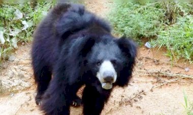 चरवाहे के ऊपर हमला कर उसकी जान लेने वाले भालू की संदिग्ध मौत